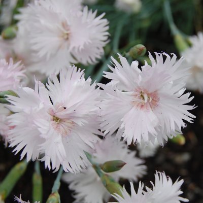 Dianthus plumarius Frösön