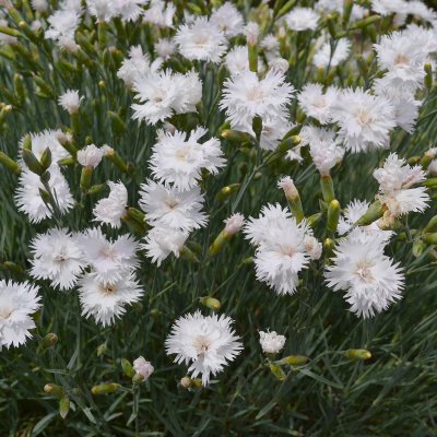 Dianthus plumarius Frösön
