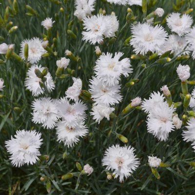 Dianthus plumarius Frösön