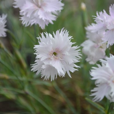 Dianthus plumarius Frösön