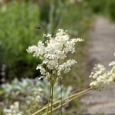 Filipendula vulgaris