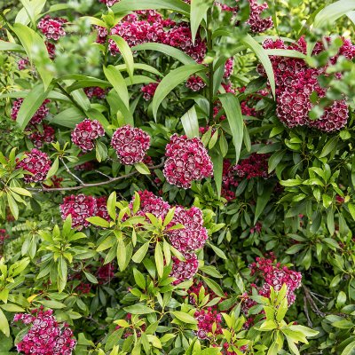 Kalmia latifolia Kaleidoskop