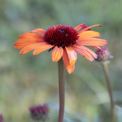 Echinacea hybr. SunSeekers ® Clementine