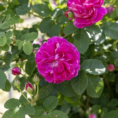Rosa bourbon Pipar Hans