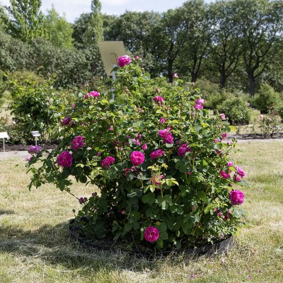 Rosa bourbon Pipar Hans