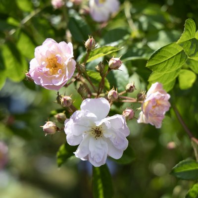 Rosa helenae Agda