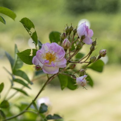 Rosa helenae Agda