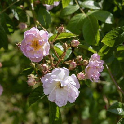 Rosa helenae Agda