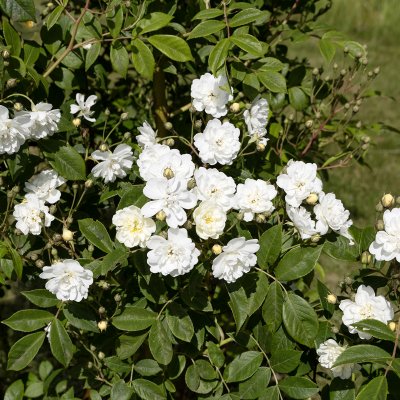 Rosa helenae Starkodder