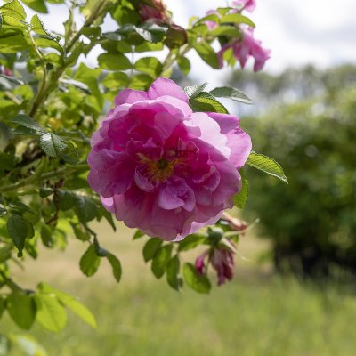 Rosa rugosa Gryts Bruk