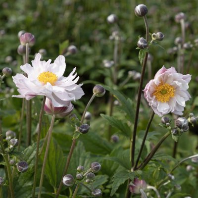 Anemone x hybrida Fantasy Rapunzel ®