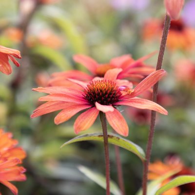 Echinacea hybr. SunSeekers ® Clementine