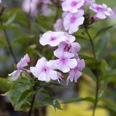 Phlox paniculata Sweet Summer ™ Favourite