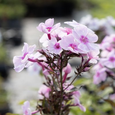 Phlox paniculata Sweet Summer ™ Favourite