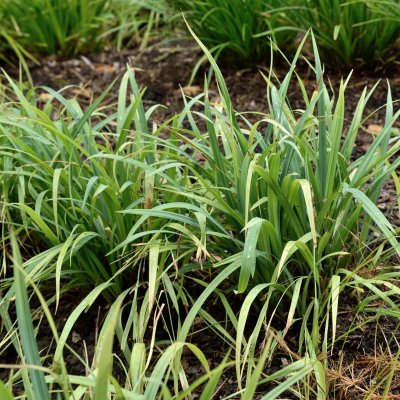 Carex laxiculmis Bunny Blue ®