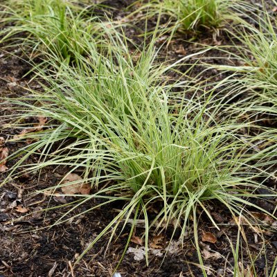 Carex oshimensis Everest