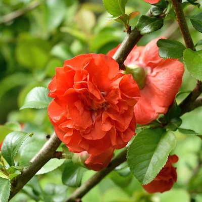 Chaenomeles speciosa Orange Storm ®