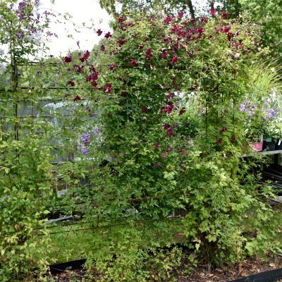 Clematis viticella Rubra (Kermesina)