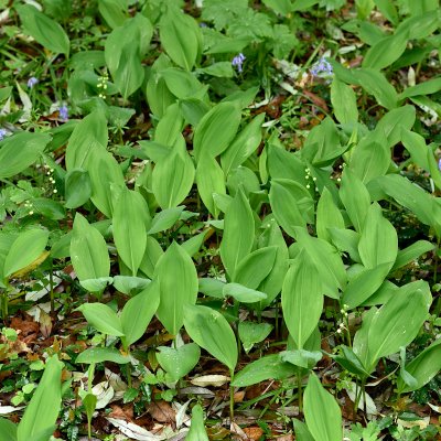 Convallaria majalis Fortin´s Giant