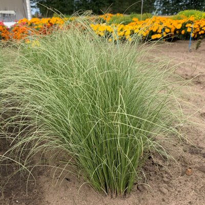 Carex comans Amazon Mist