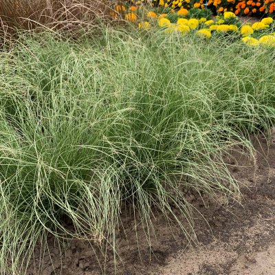 Carex comans Amazon Mist