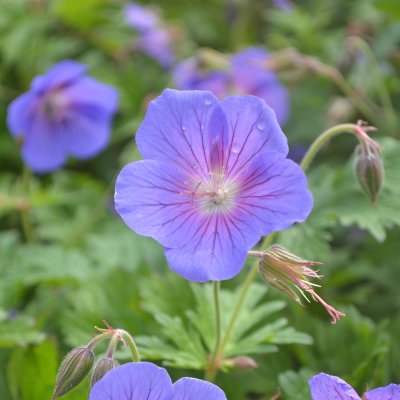Geranium himalayense Sörmjöle
