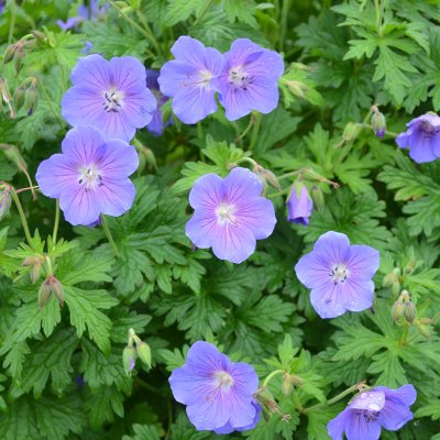 Geranium himalayense Sörmjöle