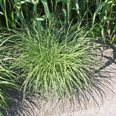 Miscanthus sinensis Yakushima Dwarf