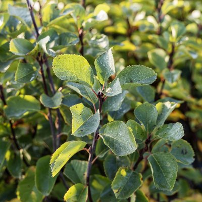 Amelanchier alnifolia Honeywood (Greatberry ® Aroma)