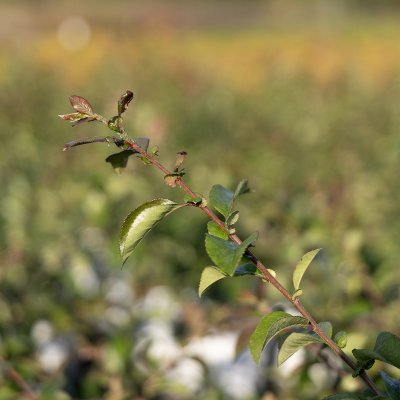 Chaenomeles speciosa Orange Storm ®