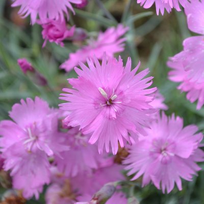 Dianthus plumarius Timmermannens Rosa