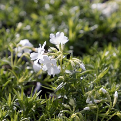 Phlox subulata Fabulous White ®