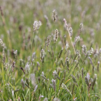 Sesleria hybr. Greenlee