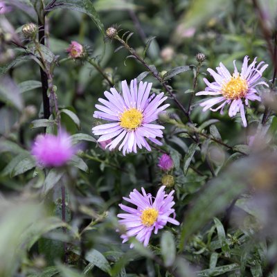 Symphyotrichum (Aster) laeve Glow in the Dark