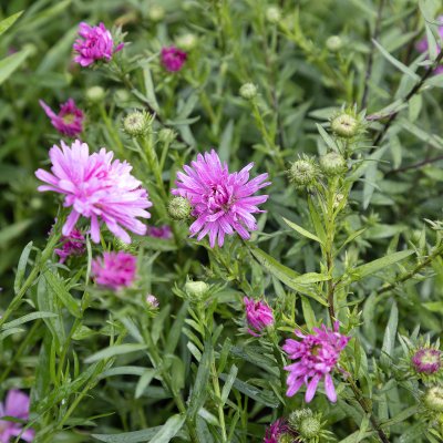 Symphyotrichum (Aster) novi-belgii Rosa Perle