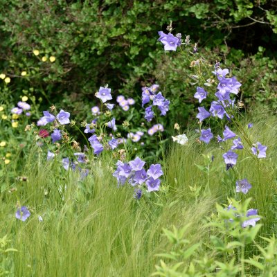 Campanula persicifolia