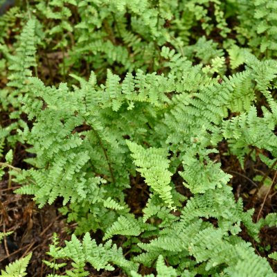 Dryopteris affinis Pinderi