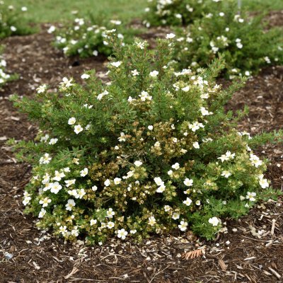 Dasiphora fruticosa Bella Bianca ®