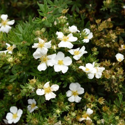 Dasiphora fruticosa Bella Bianca ®