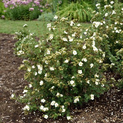 Dasiphora fruticosa Créme Brûlée ®