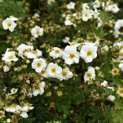 Dasiphora fruticosa Créme Brûlée ®
