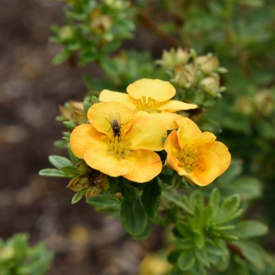 Dasiphora fruticosa Mandarin Tango ®