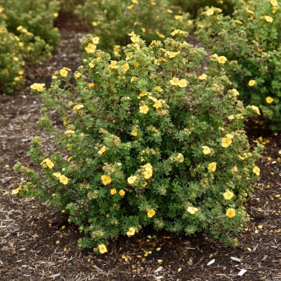 Dasiphora fruticosa Mandarin Tango ®