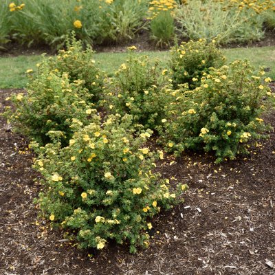 Dasiphora fruticosa Mandarin Tango ®