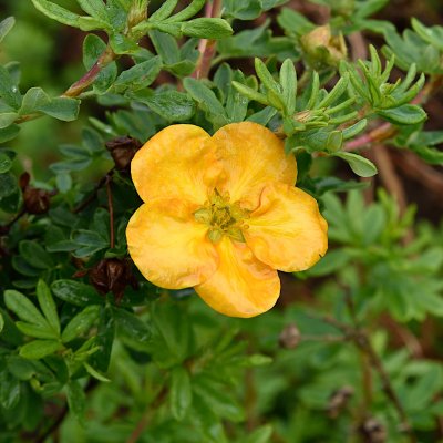 Dasiphora fruticosa Mandarin Tango ®