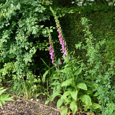 Digitalis purpurea