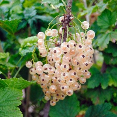 Ribes rubrum Piikkiön Helmi