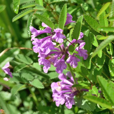 Betonica macrantha Superba
