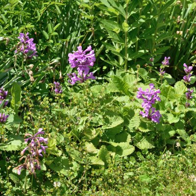 Betonica macrantha Superba
