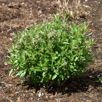 Caryopteris x clandonensis Grand Bleu ®